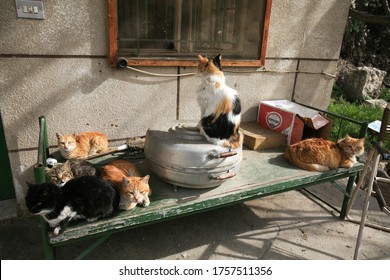 Baalbek, Lebanon - 22 March 2007: Stray Cats On An Old Bed Frame In An Abandoned House In Baalbek, Lebanon.