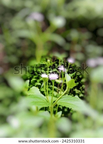 Babadotan (Ageratum conyzoides) has an ovoid leaf shape, hairy edges, serrated, blunt ends, white to purple flowers, can grow to a height of 70cm.