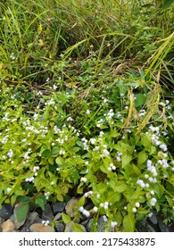 Babandotan Is An Herbal Plant That Is Efficacious In Treating Wounds, All Parts Of The Babandotan Plant Function As A Medicine For Some Wounds Or Minor Ailments Such As External Wounds, Chest Pain, Fe