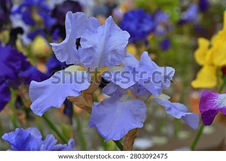 Babbling Brook bearded iris in a flowerbed in a city park.