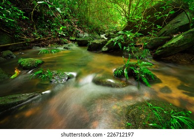 Babbling Brook In Green Forest