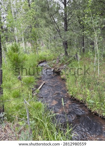 Babbling Brook in the Mountains