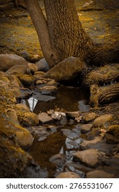 Babbling brook in the spring