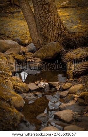 Babbling brook in the spring