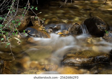 Babbling brook through tranquil forest