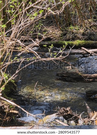 Babbling brook winding through a forest