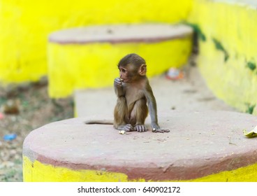Babe monkey in India sits on the wall of the Govardhana temple