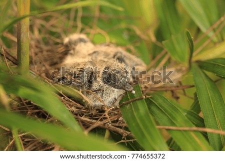 Similar – Foto Bild Two Blackbird chicks in a hidden nest