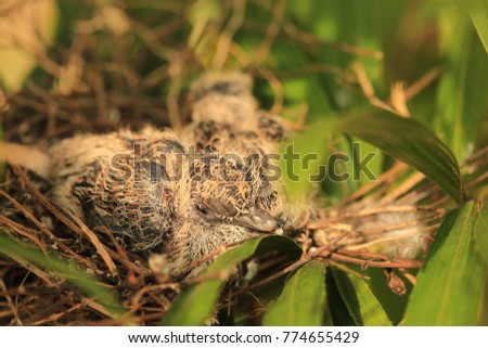 Similar – Foto Bild Two Blackbird chicks in a hidden nest