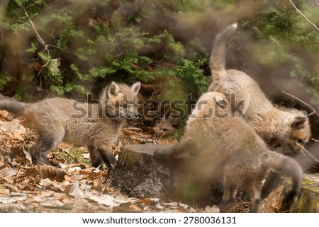 Babies fox in spring, Quebec, Canada