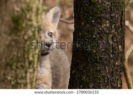 Babies fox in spring, Quebec, Canada