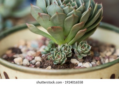Babies grow on mother plant. Hen and Chicks succulent with offsets or pups growing under the healthy mature plant. Closeup on the offshoots of plant in pot and outdoor background. - Shutterstock ID 1924016558