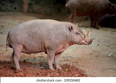 Babirusa