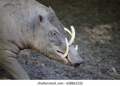 Babirusa Pig