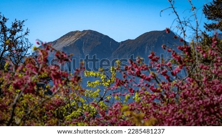 Babo Hagai mountain (means snow mountain in indigenous language) in the background, with cherry blossom in the foreground out of focus in purpose, shoot in long lens, in Wuling farm, Taichung, Taiwan. [[stock_photo]] © 