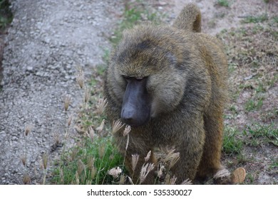 baboon
