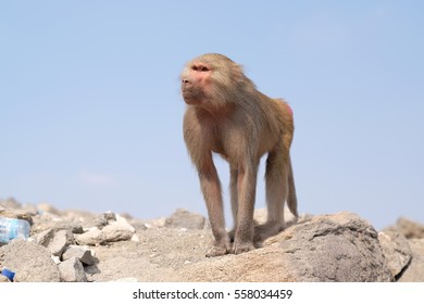 Baboon 