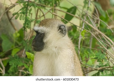 Baboon