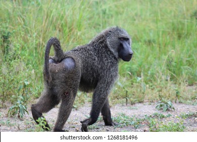 Baboon in Africa 