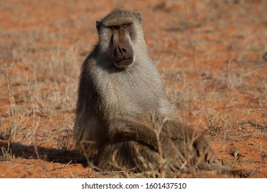 Baboon Ape Animal Monkey Safari