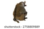 Baboon baring its sharp teeth and screaming while sitting in a side profile view isolated on white background with clipping path copy text space png file.