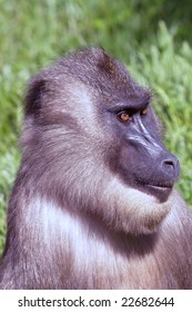 Baboon At The Columbus Zoo