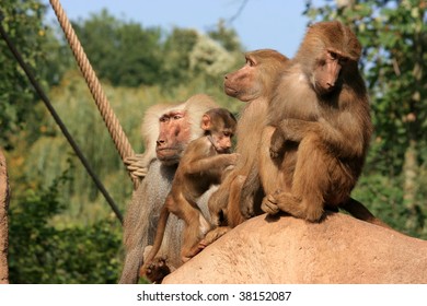 Baboon Familie At The Cologne Zoo, Germany.