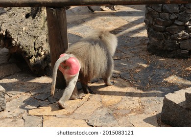 Baboon Family Is Trying To Cool Off.
