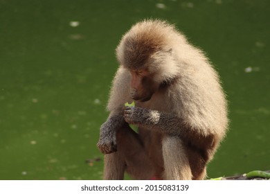 Baboon Family Is Trying To Cool Off.
