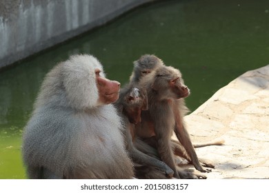 Baboon Family Is Trying To Cool Off.
