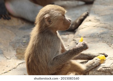 Baboon Family Is Trying To Cool Off.
