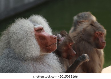 Baboon Family Is Trying To Cool Off.
