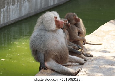 Baboon Family Is Trying To Cool Off.
