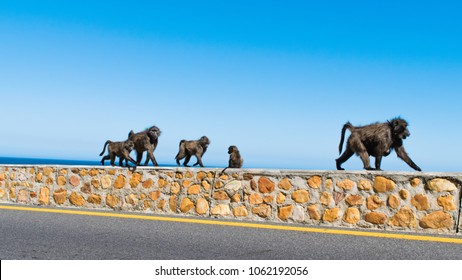 Baboon Family walking next to the Road, Capetown, South Africa