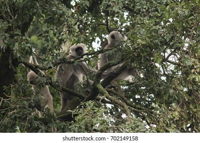 Baboon in forest