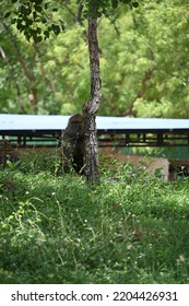 Baboon Isolated And Taking Power Nap In Afternoon 