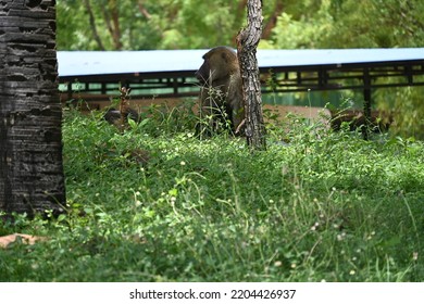 Baboon Isolated And Taking Power Nap In Afternoon 