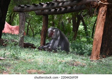 Baboon Isolated And Taking Power Nap In Afternoon 