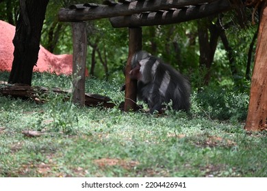 Baboon Isolated And Taking Power Nap In Afternoon 