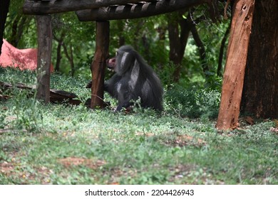 Baboon Isolated And Taking Power Nap In Afternoon 