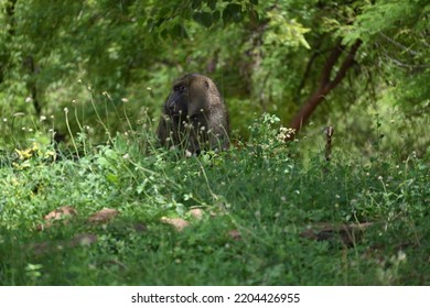 Baboon Isolated And Taking Power Nap In Afternoon 