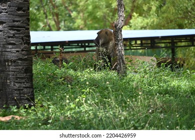 Baboon Isolated And Taking Power Nap In Afternoon 