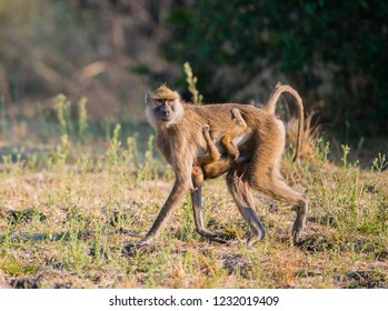 Baboon In The Kafue National Park