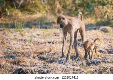 Baboon In The Kafue National Park