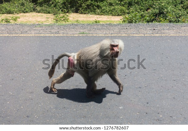 A baboon\
looking for food in Ethiopia, Africa.\
