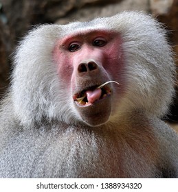 Baboon male close up eating