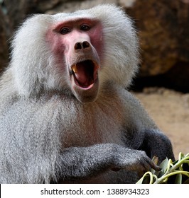 Baboon male close up eating