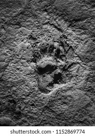 Baboon Monkey Footprint