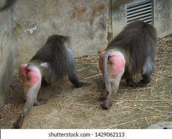 baboon-monkey-has-red-ass-260nw-1429062113.jpg