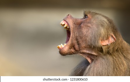 Baboon monkey (Pavian, genus Papio) screaming out loud with large open mouth and showing pronounced sharp teeth in a loud intimidating aggressive behaviour display